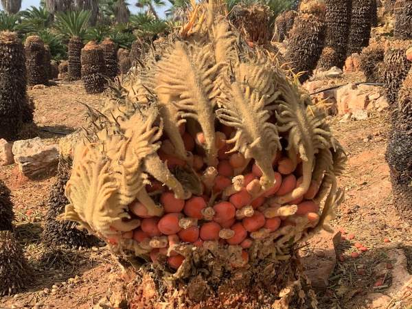 Botanicactus bei Santany / Mallorca im Oktober 2022 Botanicactus bei Santany / Mallorca im Oktober 2022
