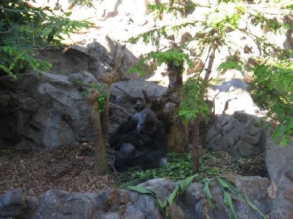 Loro Park auf Teneriffa Loro Park auf Teneriffa