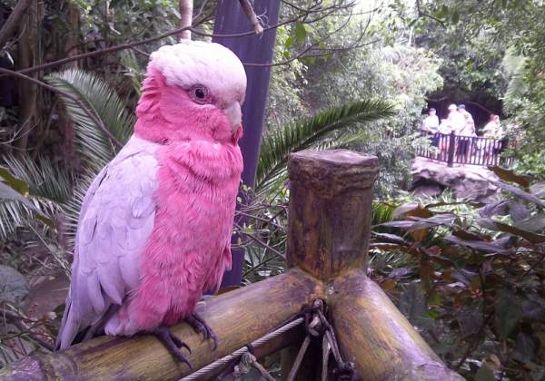 Loro Parque Teneriffa im Mai 2015