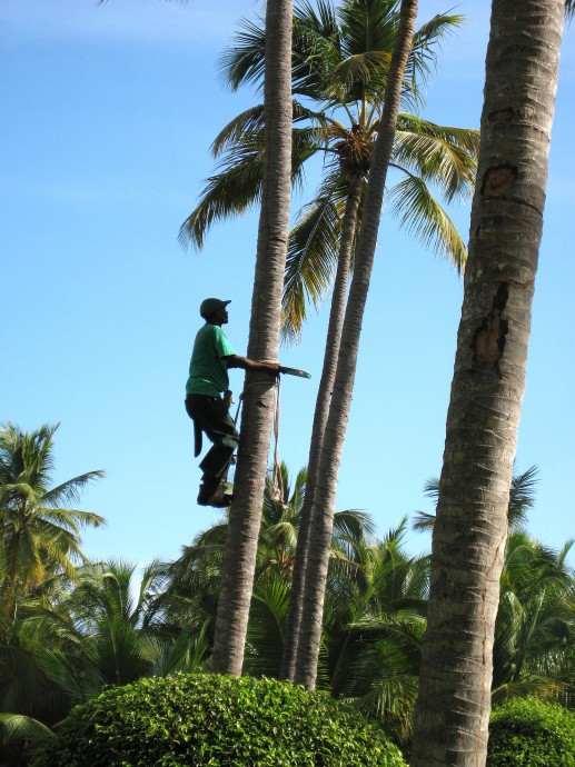 Weihnachtsvorbereitungen ... Anbringung Lichterketten ... DomRep Punta Cana