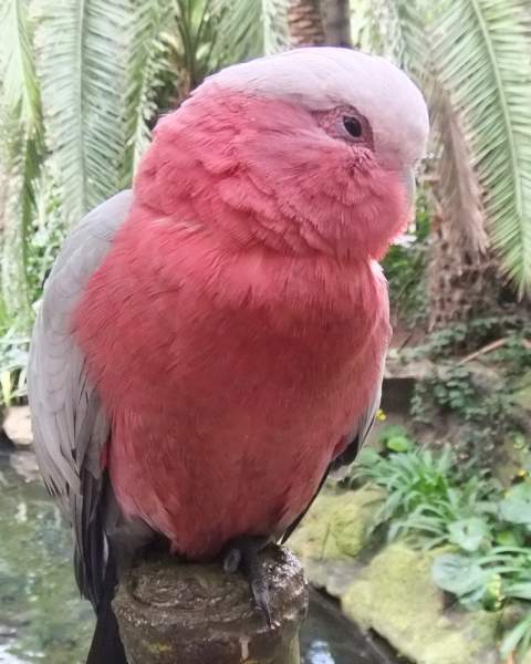 Loro Parque Puerto de la Cruz Tenerife