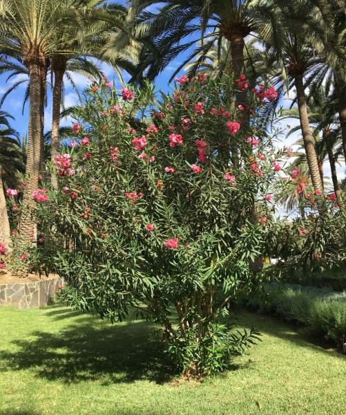 Riu Palace Oasis 11/ 12/2019 Riu Palace Oasis 11/ 12/2019