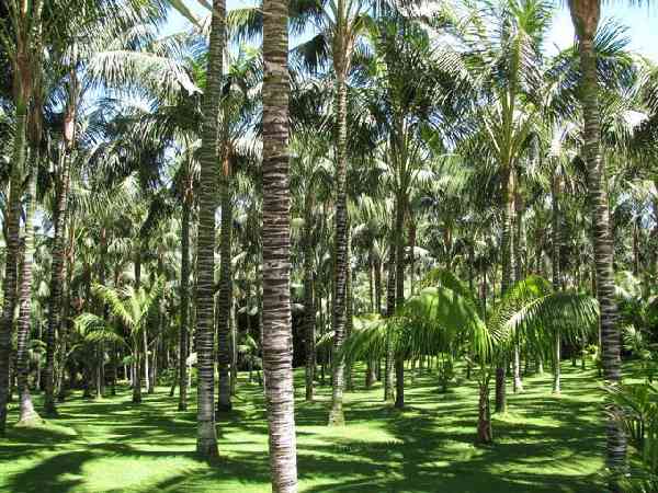 Loro Park, Teneriffa, subtropische Vegetation