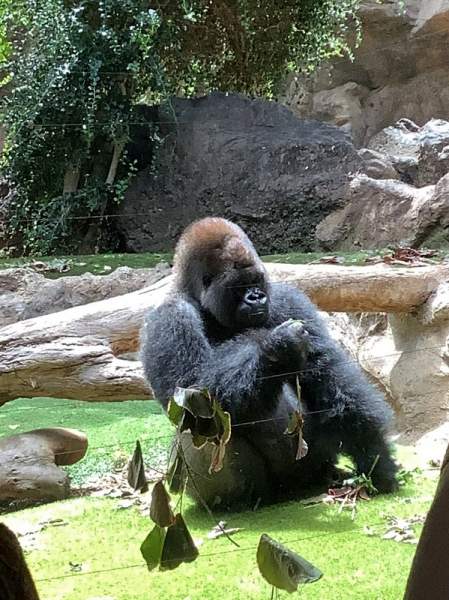 Loro Parque Teneriffa Juli 2024 Loro Parque Teneriffa Juli 2024