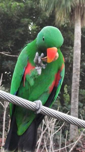 Loro Parque Puerto de la Cruz Tenerife