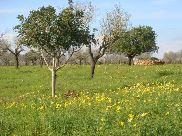Mallorca Januar 2015 Mallorca Januar 2015