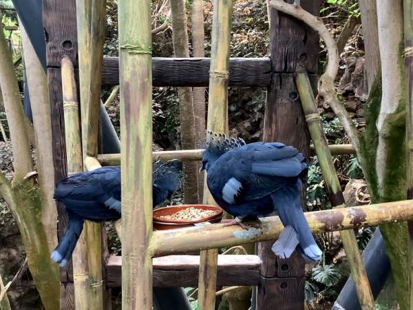Loro Parque Teneriffa Juli 2024 Loro Parque Teneriffa Juli 2024