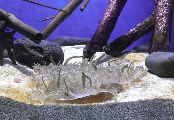 Loro Parque Teneriffa im Mai 2015 Loro Parque Teneriffa im Mai 2015