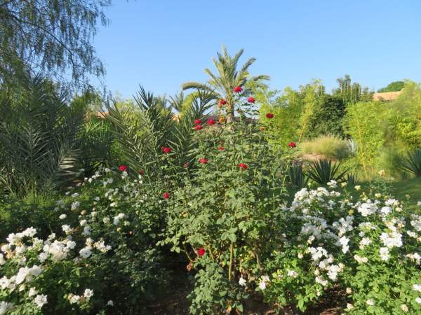 RIU Tikida Palmeraie - Oktober 2019 RIU Tikida Palmeraie - Oktober 2019