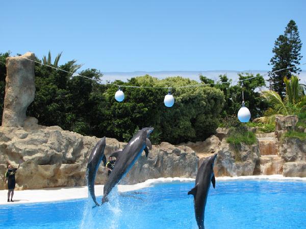 Loro Park, Teneriffa, Delphin Show