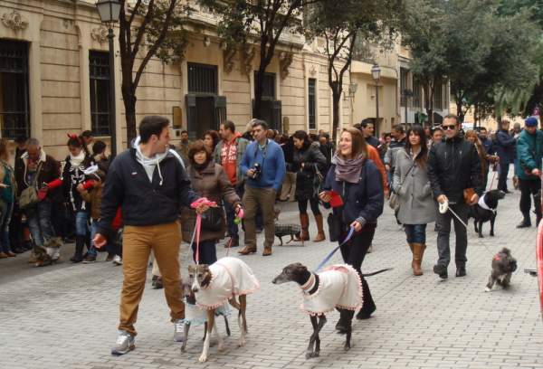 Beneides de Sant Antoni - Tiersegnung in Palma Januar 2014