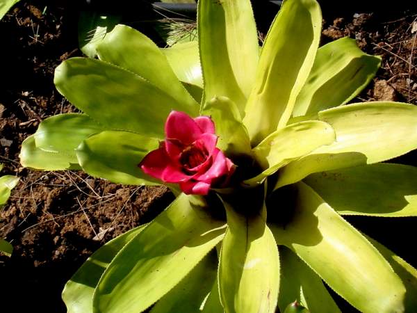 Botanischer Garten Funchal / Madeira