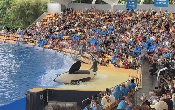 Loro Parque Teneriffa Juli 2024 Loro Parque Teneriffa Juli 2024