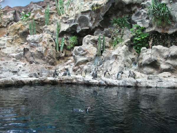 Loro Park, Planet Pinguin, Teneriffa Loro Park, Planet Pinguin, Teneriffa