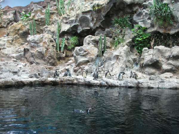 Loro Park, Planet Pinguin, Teneriffa