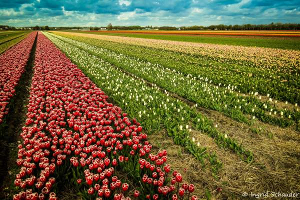 Tulpenfelder in Holland - April 2017