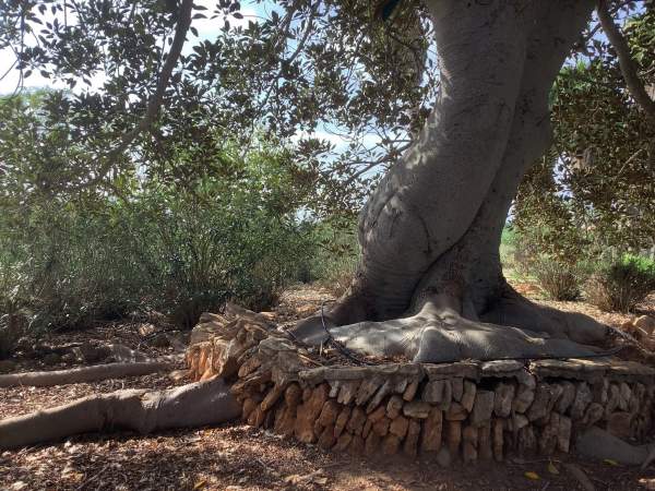 Botanicactus bei Santany / Mallorca im Oktober 2022