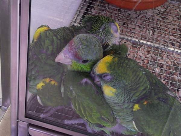Loro Parque Teneriffa im Mai 2015 Loro Parque Teneriffa im Mai 2015