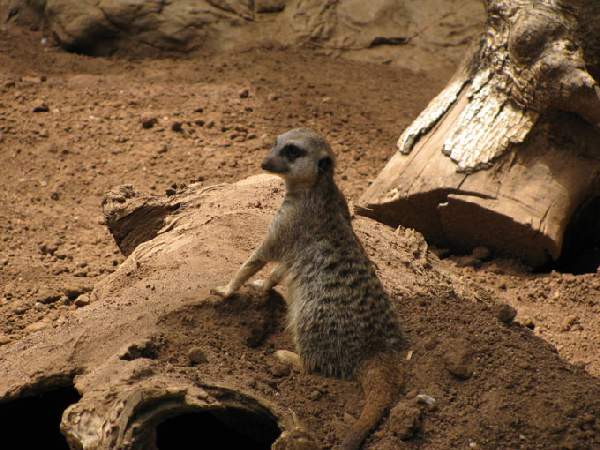 Loro Park, Teneriffa