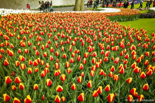 Keukenhof - ehemaliges Jagdschlo bei Lisse / Holland