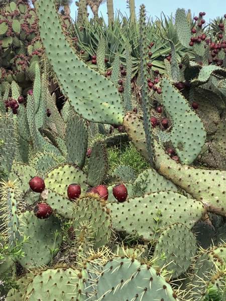 Botanicactus bei Santany / Mallorca im Oktober 2022 Botanicactus bei Santany / Mallorca im Oktober 2022