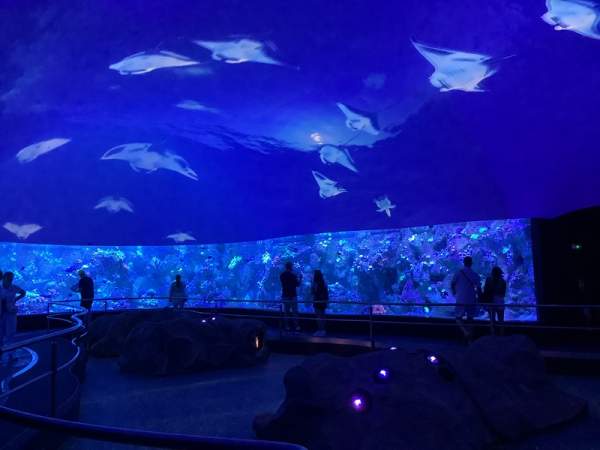 Loro Parque Teneriffa Juli 2024 Loro Parque Teneriffa Juli 2024