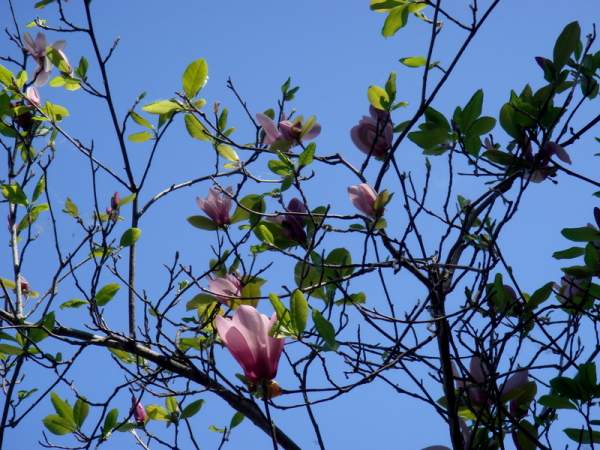 Parks in Funchal / Madeira - Jardim Municipal (Stadtpark)