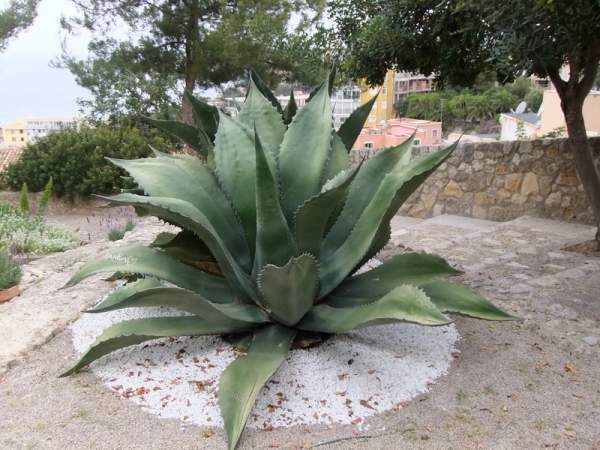 Besuch des Miro Museum in Cala Major, Mallorca