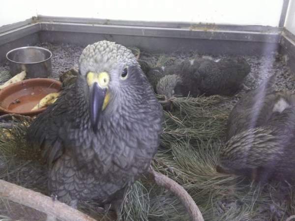 Loro Parque Teneriffa im Mai 2015 Loro Parque Teneriffa im Mai 2015