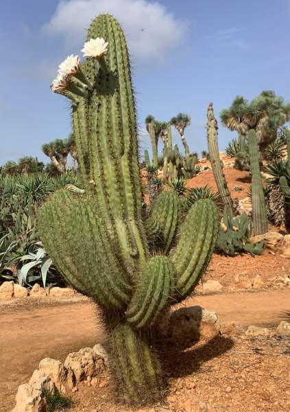 Botanicactus bei Santany / Mallorca im Oktober 2022 Botanicactus bei Santany / Mallorca im Oktober 2022