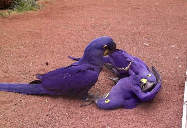 Loro Parque Teneriffa im Mai 2015