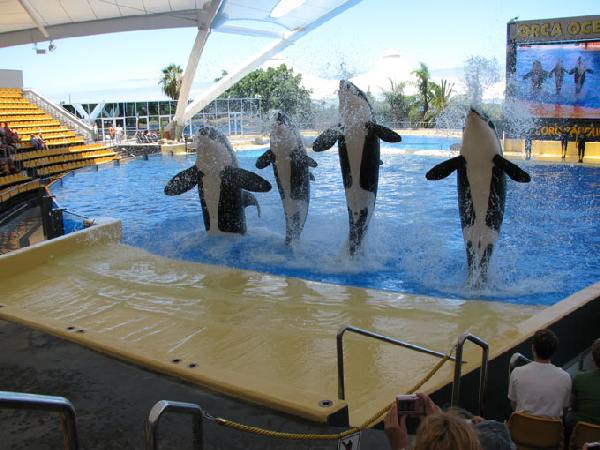 Loro Park, Teneriffa, Orca Ocean Show