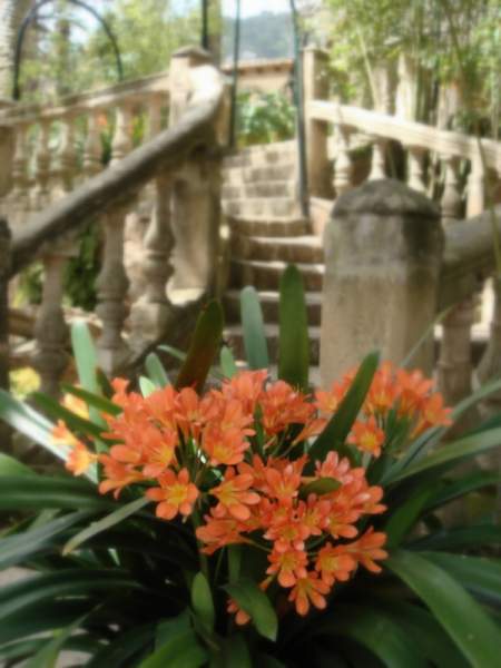 Die Gärten von Alfabia, Mallorca Die Gärten von Alfabia, Mallorca