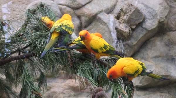 Loro Parque Puerto de la Cruz Tenerife