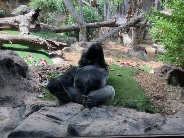 Loro Parque Teneriffa Juli 2024 Loro Parque Teneriffa Juli 2024