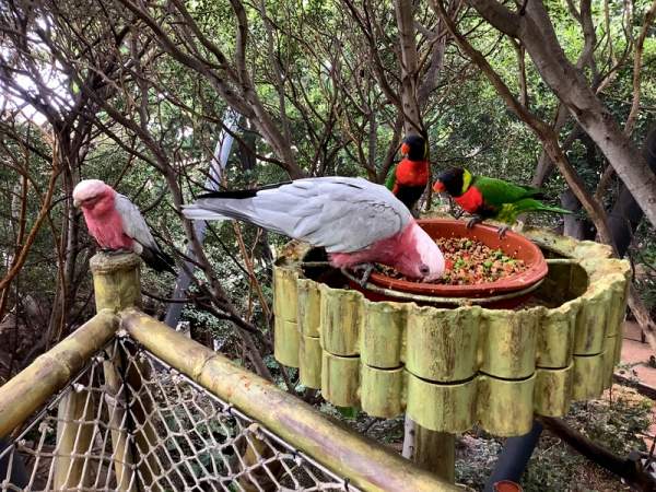 Loro Parque Teneriffa Juli 2024 Loro Parque Teneriffa Juli 2024