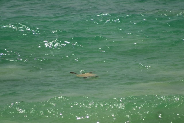 Riu Karamboa - Schildkröten in Strandnähe Riu Karamboa - Schildkröten in Strandnähe