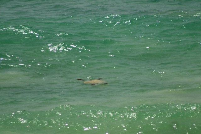 Riu Karamboa - Schildkrten in Strandnhe