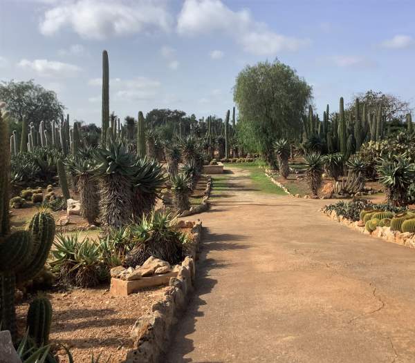 Botanicactus bei Santany / Mallorca im Oktober 2022 Botanicactus bei Santany / Mallorca im Oktober 2022