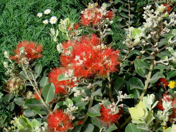 Parks in Funchal / Madeira - Jardim Municipal (Stadtpark)