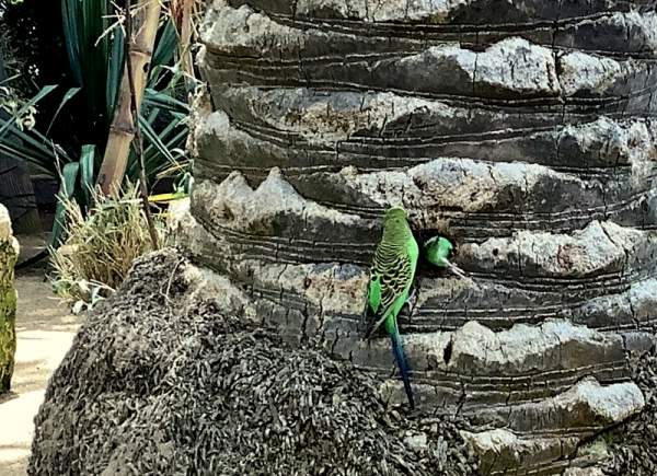 Loro Parque Teneriffa Juli 2024 Loro Parque Teneriffa Juli 2024