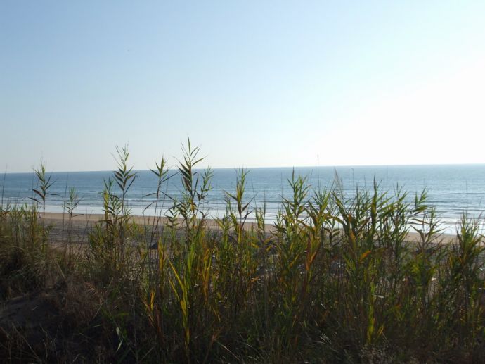 RIU Chiclana, Blick auf den Strand durch das Gras