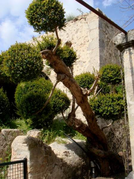 Die Gärten von Alfabia, Mallorca Die Gärten von Alfabia, Mallorca