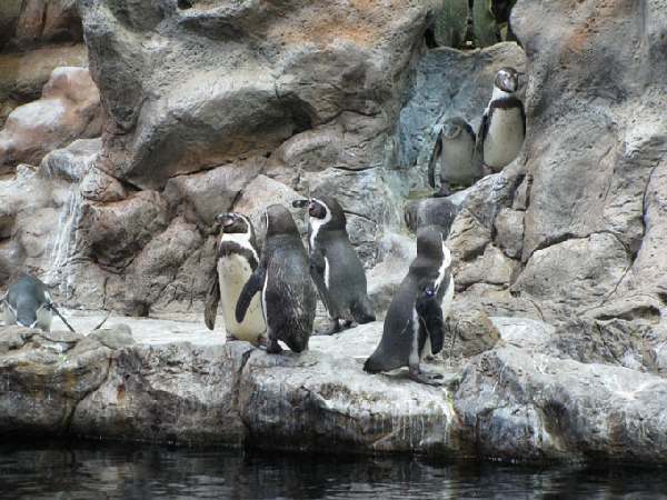 Loro Park, Planet Pinguin, Teneriffa Loro Park, Planet Pinguin, Teneriffa