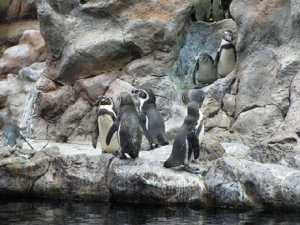 Loro Park, Planet Pinguin, Teneriffa