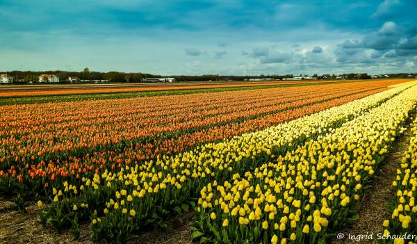 Tulpenfelder in Holland - April 2017