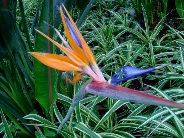 Parks in Funchal / Madeira - Jardim Municipal (Stadtpark)