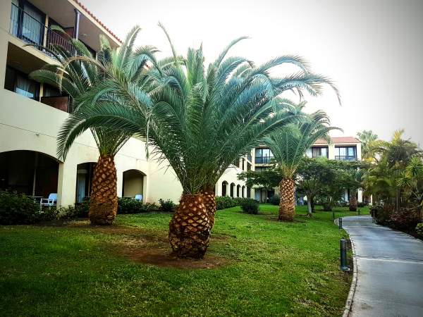 Hotel La Palma & Teneguia Princess Hotel La Palma & Teneguia Princess