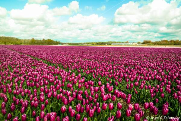 Tulpenfelder in Holland - April 2017