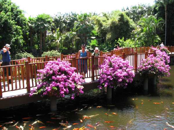 Loro Park, Teneriffa, Brcke ber den Koi-Teich